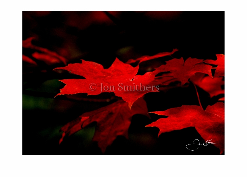 092105_1169m  Floating Fall Color Maple Leaves.jpg
